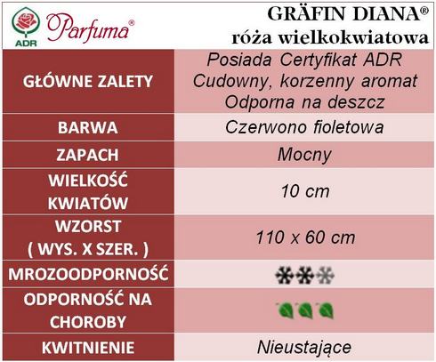 Grafin Diana róże wielkokwiatowe gł. zal